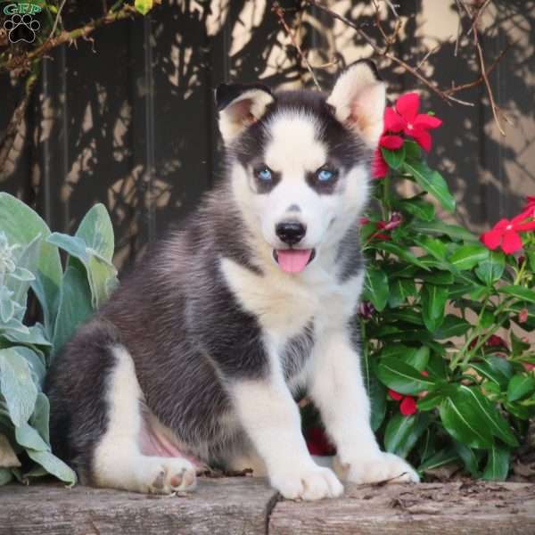 Billy, Siberian Husky Puppy